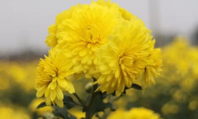 千畝云臺(tái)冰菊盛開(kāi)，誠(chéng)邀您蒞臨免費(fèi)參觀！