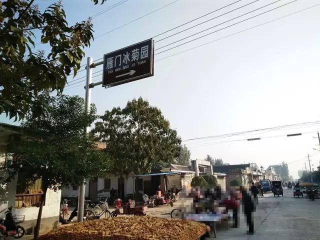 如何找到云臺冰菊？怎樣找到云臺冰菊？